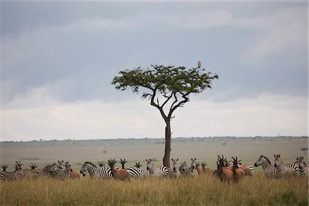 simsearch:6119-08740620,k - Burchell's zebras (Equus burchelli) and topi (Damaliscus korrigum) , Masai Mara National Reserve, Kenya, East Africa, Africa Stock Photo - Rights-Managed, Code: 841-02720780