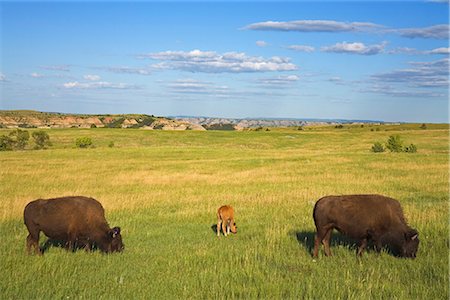 Bison, Theodore Roosevelt National Park North Unit, Watford, North Dakota, United States of America, North America Stock Photo - Rights-Managed, Code: 841-02721069