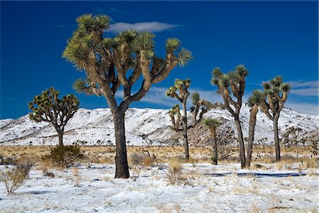 simsearch:841-03064933,k - Rare winter snowfall, Lost Horse Valley, Joshua Tree National Park, California, United States of America, North America Stock Photo - Rights-Managed, Code: 841-02721233