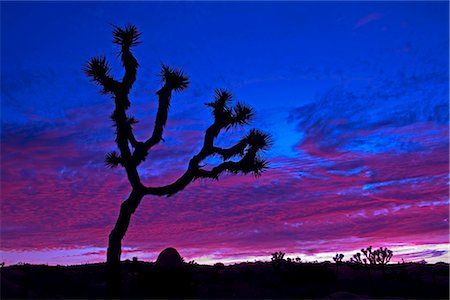 simsearch:841-03066223,k - Joshua tree at sunset, Jumbo Rocks area, Joshua Tree National Park, California, United States of America, North America Foto de stock - Con derechos protegidos, Código: 841-02721241