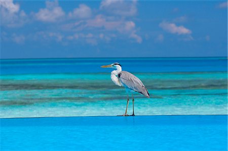 environmental problems maldives - Blue heron standing in water, Maldives, Indian Ocean, Asia Stock Photo - Rights-Managed, Code: 841-02722574