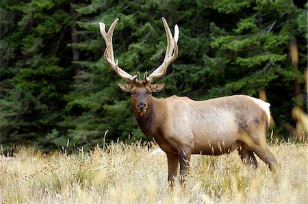 Roosevelt elk, Oregon, United States of America, North America Fotografie stock - Rights-Managed, Codice: 841-02722636