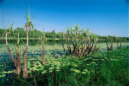 simsearch:841-02944982,k - Nénuphars et petits palmiers au billabong Annaburroo à la Mary River Crossing près l'Arnhem Highway entre Darwin et Kakadu, le Top End, Northern Territory, Australie, Pacifique Photographie de stock - Rights-Managed, Code: 841-02723036