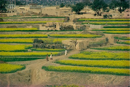 simsearch:841-02903197,k - Women walking up a path to their village through farmland near Rawalpindi in the Punjab, Pakistan, Asia Stock Photo - Rights-Managed, Code: 841-02824197