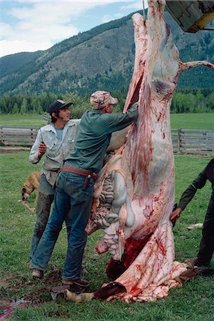 simsearch:841-02945891,k - Bull carcass after butchering, British Columbia, Canada, North America Stock Photo - Rights-Managed, Code: 841-02824480