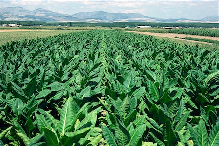 Tobacco growing near Granada, Andalucia, Spain, Europe Stock Photo - Rights-Managed, Code: 841-02824517