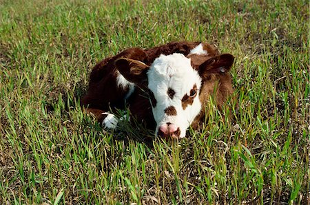 simsearch:841-02945891,k - Day old calf, British Columbia, Canada, North America Stock Photo - Rights-Managed, Code: 841-02824511