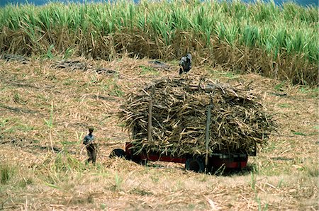 sugar cane - Cutting sugar cane, Barbados, West Indies, Caribbean, Central America Stock Photo - Rights-Managed, Code: 841-02824520