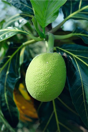 Close-up of breadfruit, Barbados, West Indies, Caribbean, Central America Foto de stock - Con derechos protegidos, Código: 841-02824522
