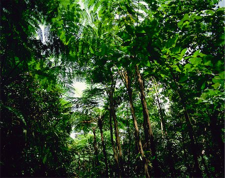 ste lucie - Forêt pluviale, Sainte-Lucie, îles sous-le-vent, Antilles, Caraïbes, Amérique centrale Photographie de stock - Rights-Managed, Code: 841-02824568