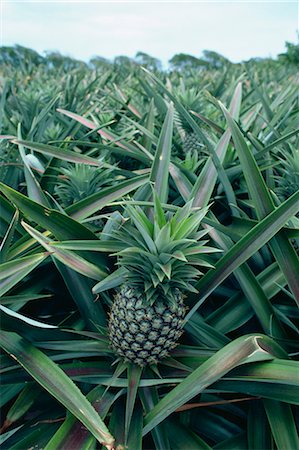 pineapple field pic - Pineapples, Martinique, Lesser Antilles, West Indies, Caribbean, Central America Stock Photo - Rights-Managed, Code: 841-02824560