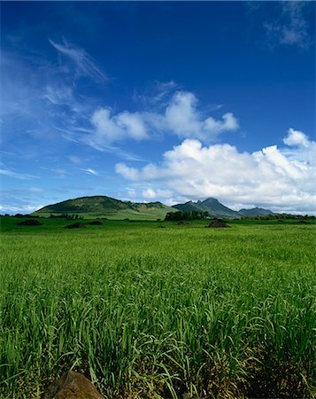 sugarcane photo - Sugar cane fields, Mauritius, Africa Stock Photo - Rights-Managed, Code: 841-02824612