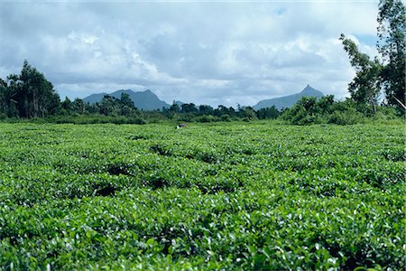 Tea estate, Mauritius, Africa Fotografie stock - Rights-Managed, Codice: 841-02824644