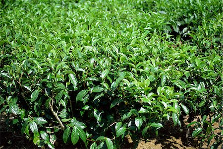 Tea bushes, Mauritius, Africa Fotografie stock - Rights-Managed, Codice: 841-02824641