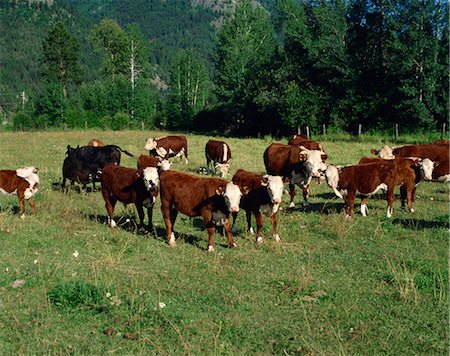 simsearch:841-02711498,k - Cattle, British Columbia, Canada, North America Foto de stock - Con derechos protegidos, Código: 841-02824655