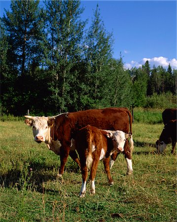 simsearch:841-02945891,k - Cattle, British Columbia, Canada, North America Stock Photo - Rights-Managed, Code: 841-02824653