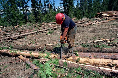 Cutting logs to size for transport, British Columbia, Canada, North America Stock Photo - Rights-Managed, Code: 841-02824673