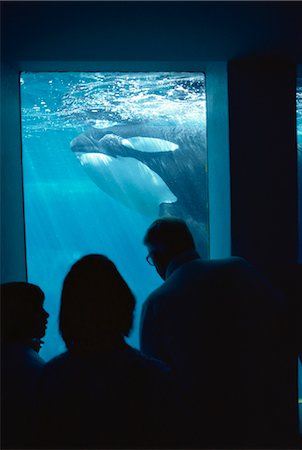 Family watching killer whales, Vancouver Aquarium, British Columbia, Canada, North America Foto de stock - Direito Controlado, Número: 841-02824684