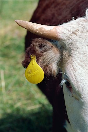 simsearch:841-02945891,k - Tag in cow's ear, British Columbia, Canada, North America Stock Photo - Rights-Managed, Code: 841-02824692