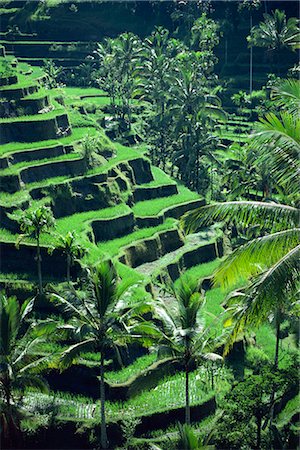 simsearch:841-05796831,k - Rice terraces, Bali, Indonesia, Southeast Asia, Asia Foto de stock - Con derechos protegidos, Código: 841-02824765