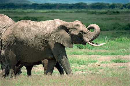 simsearch:841-03490181,k - Éléphant, Parc National d'Amboseli, Kenya, Afrique de l'est, Afrique Photographie de stock - Rights-Managed, Code: 841-02824825