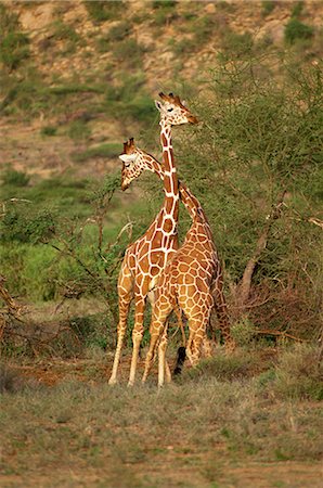 Retikulierter Giraffe, Samburu National Reserve, Kenia, Ostafrika, Afrika Stockbilder - Lizenzpflichtiges, Bildnummer: 841-02824839