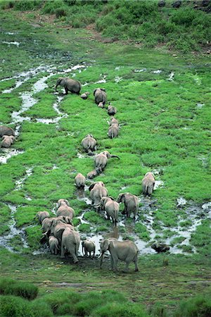 simsearch:841-02703167,k - Elefant, Amboseli Nationalpark, Kenia, Ostafrika, Afrika Stockbilder - Lizenzpflichtiges, Bildnummer: 841-02824832