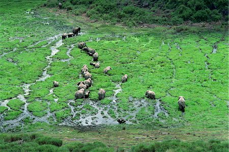 Éléphant, Parc National d'Amboseli, Kenya, Afrique de l'est, Afrique Photographie de stock - Rights-Managed, Code: 841-02824833