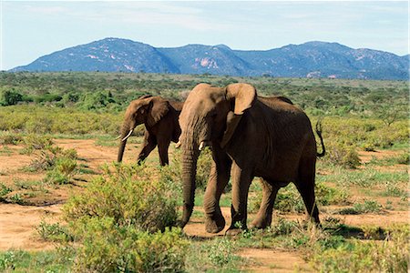 simsearch:841-02824945,k - Éléphant, réserve nationale de Samburu, Kenya, Afrique de l'est, Afrique Photographie de stock - Rights-Managed, Code: 841-02824844