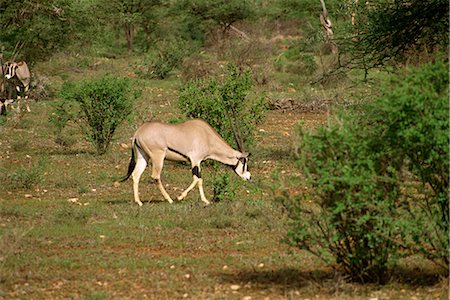 Oryx, Samburu National Reserve, Kenya, East Africa, Africa Stock Photo - Rights-Managed, Code: 841-02824854