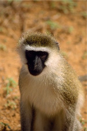 simsearch:841-03060931,k - Vervet monkey, Samburu National Reserve, Kenya, Afrique de l'est, Afrique Photographie de stock - Rights-Managed, Code: 841-02824855