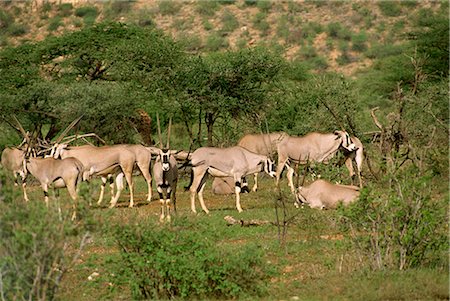 Oryx, réserve nationale de Samburu, Kenya, Afrique de l'est, Afrique Photographie de stock - Rights-Managed, Code: 841-02824852