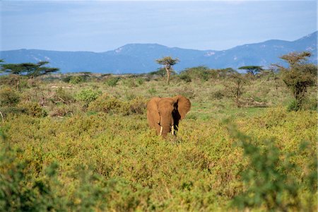 simsearch:841-02824945,k - Éléphant, réserve nationale de Samburu, Kenya, Afrique de l'est, Afrique Photographie de stock - Rights-Managed, Code: 841-02824866