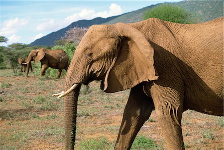 simsearch:841-02918824,k - Éléphant, réserve nationale de Samburu, Kenya, Afrique de l'est, Afrique Photographie de stock - Rights-Managed, Code: 841-02824867