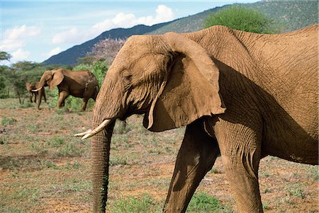 simsearch:841-02824945,k - Éléphant, réserve nationale de Samburu, Kenya, Afrique de l'est, Afrique Photographie de stock - Rights-Managed, Code: 841-02824867