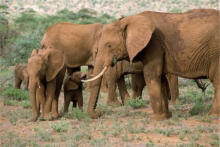 simsearch:841-02824945,k - Éléphant, réserve nationale de Samburu, Kenya, Afrique de l'est, Afrique Photographie de stock - Rights-Managed, Code: 841-02824862