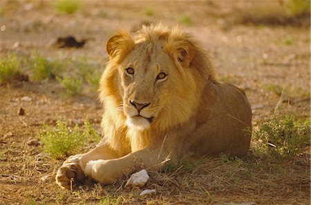 Lion (Panthera leo), Sambura, Kenya, Afrique Photographie de stock - Rights-Managed, Code: 841-02824872