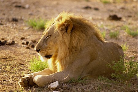 samburu - Lion, Samburu National Reserve, Kenya, Afrique de l'est, Afrique Photographie de stock - Rights-Managed, Code: 841-02824873