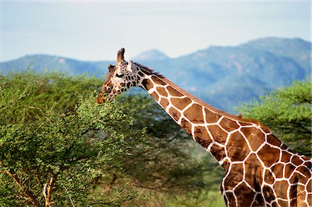 samburu national reserve - Réticulé girafe, réserve nationale de Samburu, au Kenya, Afrique de l'est, Afrique Photographie de stock - Rights-Managed, Code: 841-02824884
