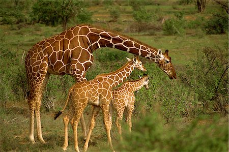 Retikulierter Giraffe, Samburu, Kenia, Ostafrika, Afrika Stockbilder - Lizenzpflichtiges, Bildnummer: 841-02824888