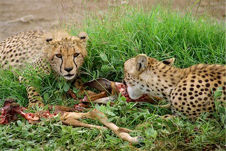 proie - Cheetah eating prey, Amboseli National Park, Kenya, East Africa, Africa Foto de stock - Con derechos protegidos, Código: 841-02824880