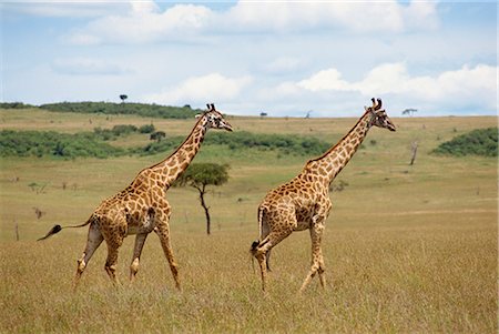 simsearch:841-03490181,k - Girafe Masai, réserve nationale de Masai Mara, Kenya, Afrique de l'est, Afrique Photographie de stock - Rights-Managed, Code: 841-02824904