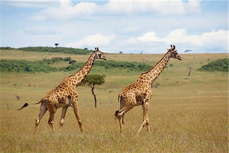 simsearch:841-03060931,k - Girafe Masai, réserve nationale de Masai Mara, Kenya, Afrique de l'est, Afrique Photographie de stock - Rights-Managed, Code: 841-02824904