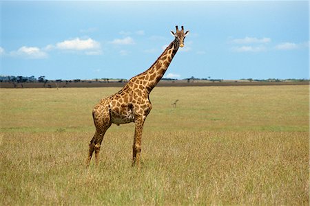 simsearch:841-02944224,k - Masai giraffe, Masai Mara National Reserve, Kenya, East Africa, Africa Foto de stock - Con derechos protegidos, Código: 841-02824905