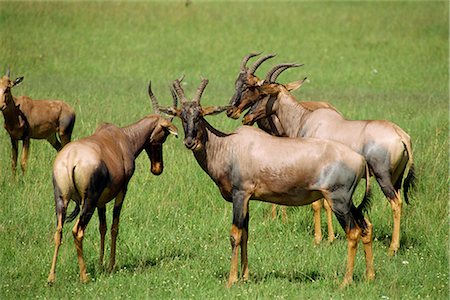 damaliscus korrigum - Topi, Masai Mara National Reserve, Kenya, East Africa, Africa Stock Photo - Rights-Managed, Code: 841-02824906