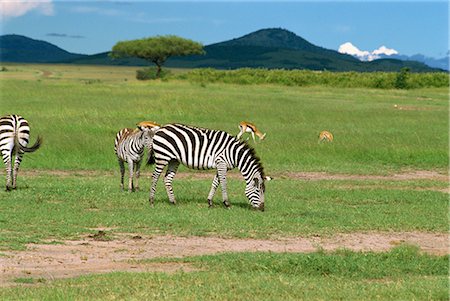 simsearch:841-02918824,k - Commune zebra, Masai Mara National Reserve, Kenya, Afrique de l'est, Afrique Photographie de stock - Rights-Managed, Code: 841-02824907