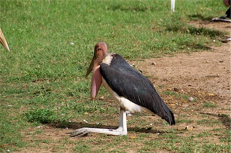 simsearch:841-03060931,k - Maribou cigognes, Masai Mara National Reserve, Kenya, Afrique de l'est, Afrique Photographie de stock - Rights-Managed, Code: 841-02824903