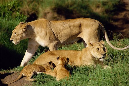 female lion with cubs - Lionesses and cubs, Masai Mara National Reserve, Kenya, East Africa, Africa Stock Photo - Rights-Managed, Code: 841-02824914