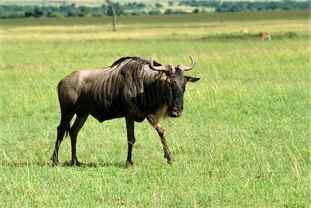 simsearch:841-02824945,k - Gnou, Masai Mara National Reserve, Kenya, Afrique de l'est, Afrique Photographie de stock - Rights-Managed, Code: 841-02824921