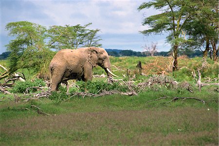 simsearch:841-03490246,k - Elephant damage, Kenya, East Africa, Africa Foto de stock - Con derechos protegidos, Código: 841-02824945